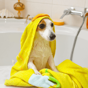 pet-friendly-features-for-your-new-home-dog-taking-bath-image.png