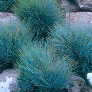 ‘Elijah Blue’ Blue Fescue