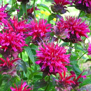 ‘Grand Marshall’ Bee Balm