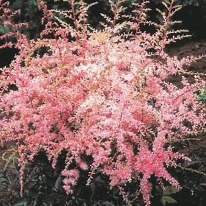 ‘Sprite’ Astilbe