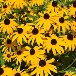 Black eyed susan