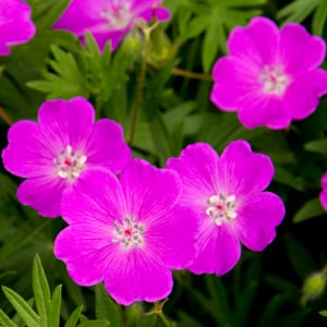 Bloody Cranesbill