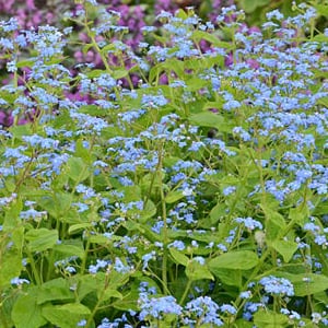 Brunnera  ‘Jack Frost