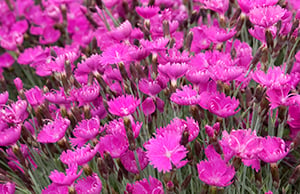 Dianthus 2-1