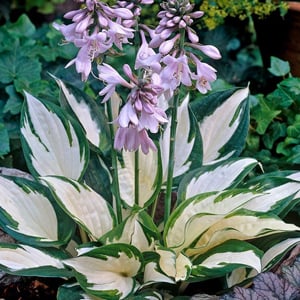 Hosta