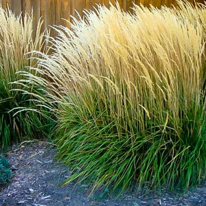 Karl Forester Feather Grass