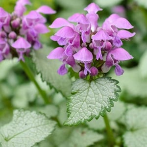 Lamium