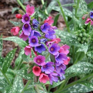 Lungwort Mrs Moon