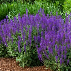 May Night Salvia