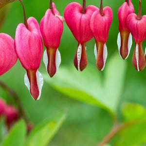 Old-fashioned Bleeding Heart