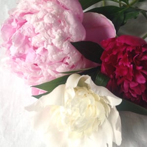 Peony zone 3