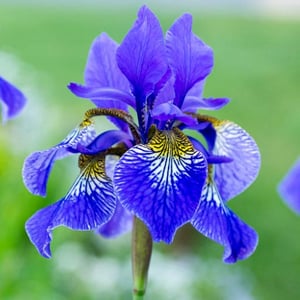 Siberian Iris