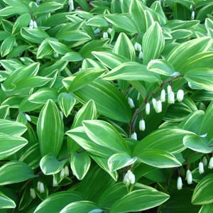 Variegated Solomon’s Seal