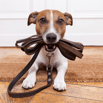 5 Benefits of Having a Side Entrance Dog Leash Image