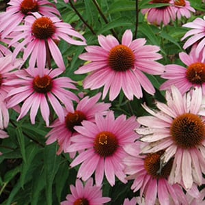 cone flower